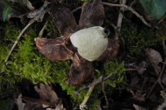 Collard Earthstar - Geastrum triplex