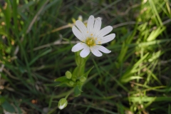 Greater Stitchwort - Stellaria holostea