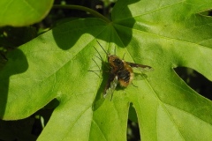 Bee-fly (Bombylius major)