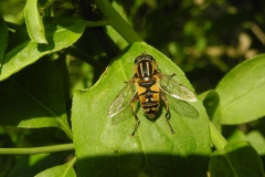 Hoverfly (Helophilus pendulus)