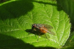 Houseflies (Phaonia subventa) - female