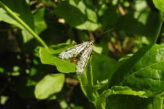 Scorpion-fly (Panorpa communis) - male