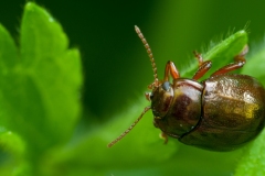 Chrysolina staphylaea - Brown Willow Beetle, Anston Stones Wood