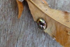 Chrysolina americana - Rosemary Leaf Beetle , Cusworth Lane, Doncaster