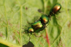 Gastrophysa viridula - Leaf Beetle