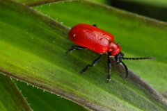 Lilioceris lilii - Lilly Beetle , Sherwood Forest