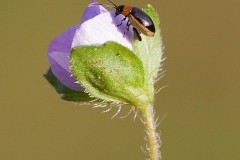 Longitarsus dorsalis, Woodside Nurseries, Austerfield.