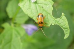 Phyllobrotica 4-maculata - Leaf Beetle, Thorne Moor