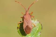 Gonocerus acuteangulatus - Box Bug, Woodside Nurseries, Austerfield