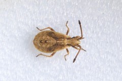 Arenocoris fallenii - Fallen's Leatherbug, Woodside Nurseries, Austerfield