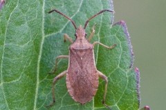 Ceraleptus lividus - Slender-horned Leatherbug, Woodside Nurseries, Austerfield