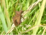 Coreus marginatus - Dock Bug, Cusworth Hall & Park