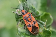 Corizus hyoscyami, Thorne Moor