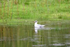 Mediterranean Gull, NWT Lound.