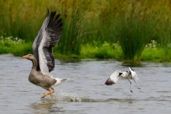 Avocet chasing away a greylag, RSPB Adwick Washlands.