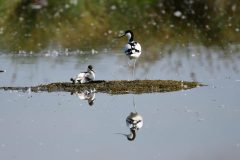 Avocet, RSPB Adwick Washlands.