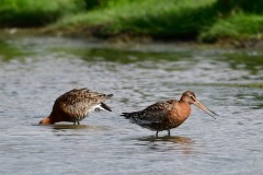 Black-tailed Godwit, RSPB Adwick Washlands.