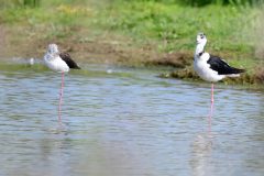 Black-winged Stilt, RSPB Adwick Washlands.