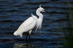 Little Egret - Egretta garzetta, RSPB Old Moor.