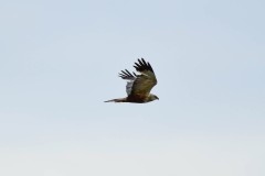 Marsh Harrier, RSPB Old Moor.