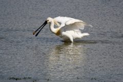 Spoonbill, RSPB Old Moor.