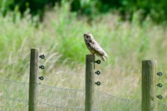 Long-eared-Owl-7