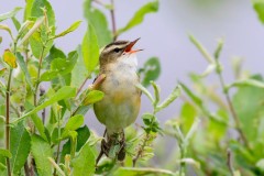 Sedge Warbler, RSPB Old Moor.