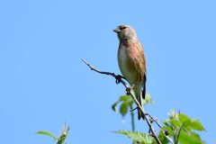 Linnet, NWT Slaynes Lane.