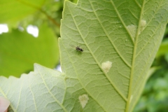 Fly on Acer pseudoplatanus 2