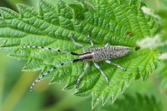 Agapanthia- illosoviridescens, Thorne Moor