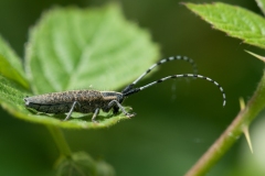 Agapanthia villosoviridescens