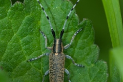 Agapanthia villosoviridescens