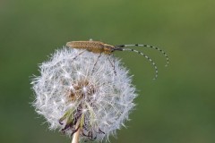 Agapanthia villosoviridescens, Woodside Nurseries Austerfield