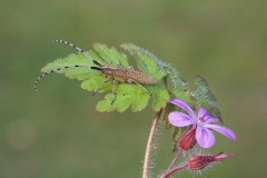 Agapanthia villosoviridescens, Woodside Nurseries Austerfield