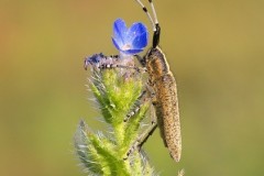 Agapanthia villosoviridescens, Woodside Nurseries Austerfield