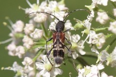 Anaglyptus mysticus, Woodside Nurseries, Austerfield.