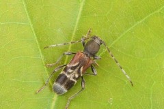 Anaglyptus mysticus, Woodside Nurseries, Austerfield.