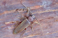 Arhopalus rusticus, Woodside Nurseries, Austerfield.