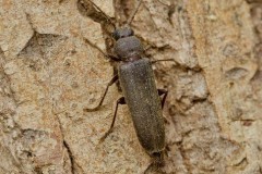 Arhopalus rusticus, Woodside Nurseries, Austerfield.