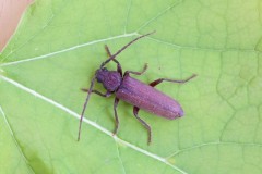 Arhopalus rusticus, Woodside Nurseries, Austerfield.