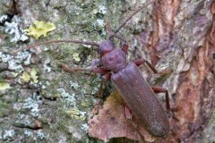 Arhopalus rusticus, Woodside Nurseries, Austerfield.