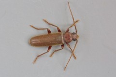 Arhopalus rusticus, Woodside Nurseries, Austerfield.