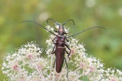 Aromia moschata, Eaton Wood SSSI, Notts.