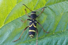 Clytus arietis - The Wasp-beetle, Woodside Nurseries, Austerfield.