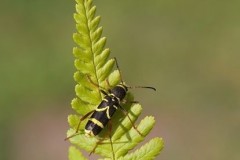 Clytus arietis - The Wasp-beetle, Woodside Nurseries, Austerfield.