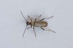 Grammoptera ruficornis - Woodside Nurseries, Austerfield.