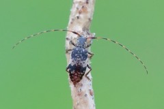 Leiopus nebulosus agg. - Black-clouded Longhorn Beetle, Sherwood Forest CP, Notts.