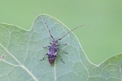 Leiopus nebulosus agg., Sherwood Forest CP, Notts.