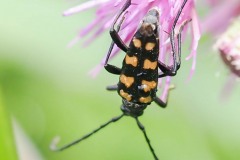 Leptura quadrifasciata , Thorne Moor