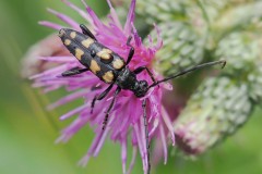 Leptura quadrifasciata , Thorne Moor